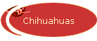 Chihuahuas