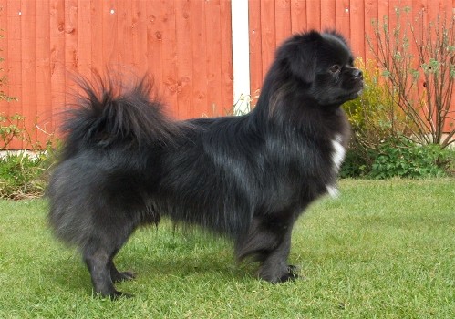 Tibetan discount spaniel black